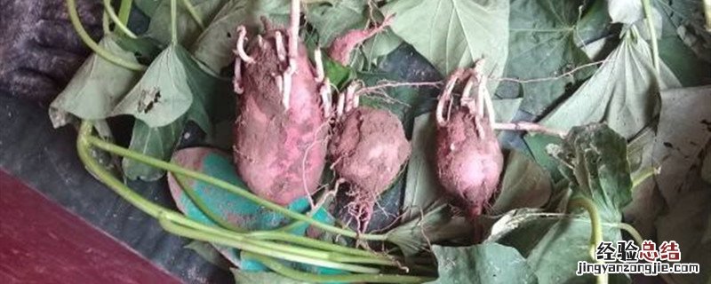 种植红薯共浇几次水好 种植红薯共浇几次水