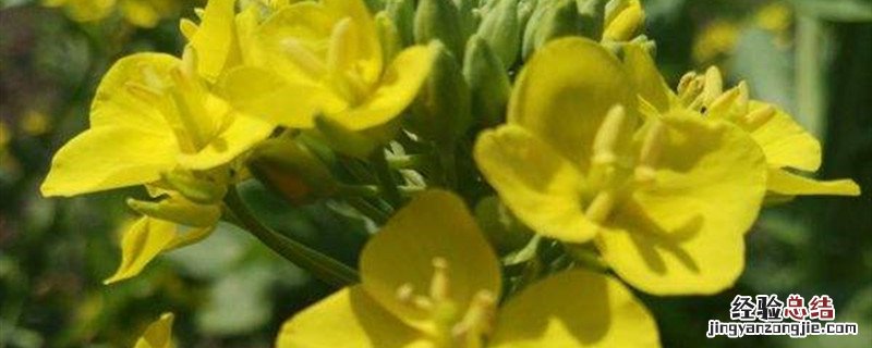 紫色菜苔什么时候种植 紫菜苔什么时候播种