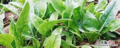 秋冬种植什么蔬菜好 秋冬种植什么蔬菜