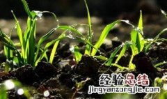 二年级下册语文找春天小草的特点是什么 春天小草的特点是什么