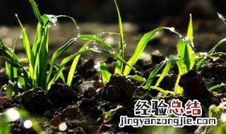 二年级下册语文找春天小草的特点是什么 春天小草的特点是什么