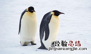 为什么北极没有企鹅南极没有北极熊 为什么北极没有企鹅