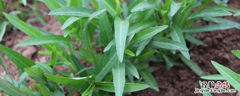 空心菜杆和叶子哪个更有营养 空心菜吃叶子还是杆
