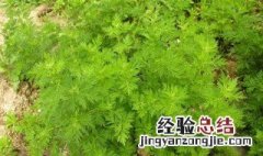青蒿的营养价值 青蒿的营养与功效