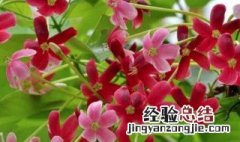 使君子的功效与作用点用 使君子的营养价值