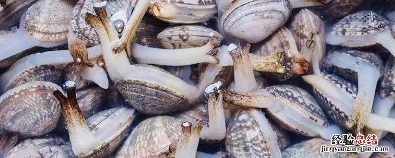 花蛤放在冰箱冷冻后还能吃吗 花蛤可以放冰箱冷冻保存吗