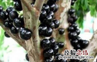 树葡萄的功效与作用及食用方法 树葡萄的功效与作用及禁忌