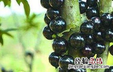 树葡萄的功效与作用及食用方法 树葡萄的功效与作用及禁忌