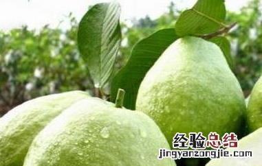 珍珠番石榴的功效与作用 珍珠番石榴有什么功效