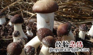 球盖菇如何保存 大球盖菇的保存方法