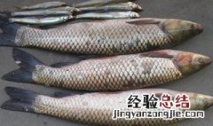 大蒜钓鱼配方鲤鱼草鱼配方 这个配方你知道吗？