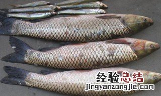 大蒜钓鱼配方鲤鱼草鱼配方 这个配方你知道吗？