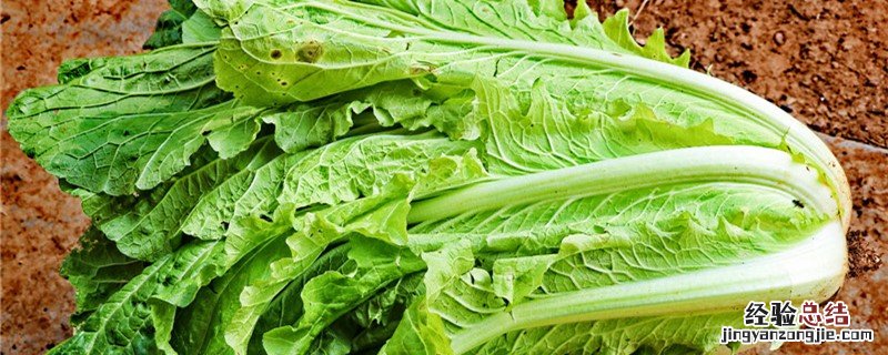 白菜根腐病用什么药 白菜根腐病用什么药治疗效果最好