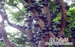 吃树葡萄的好处与坏处 吃树葡萄的好处与坏处作文