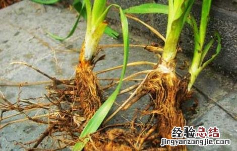 知母的产地分布 知母主产于