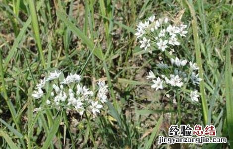 知母的产地分布 知母主产于