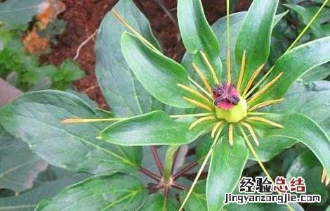 重楼种子育苗技术图片 重楼种子育苗技术