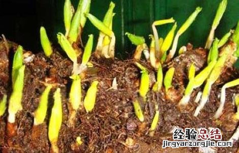 重楼种子育苗技术图片 重楼种子育苗技术