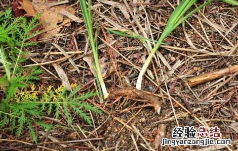 知母苗移栽技术 知母的繁殖方法