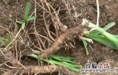 知母苗移栽技术 知母的繁殖方法