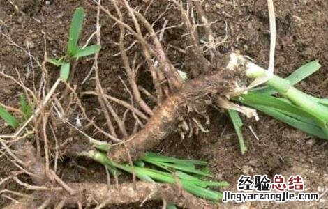 知母苗移栽技术 知母的繁殖方法