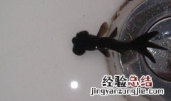 黑金鱼代表什么寓意 黑金鱼代表什么