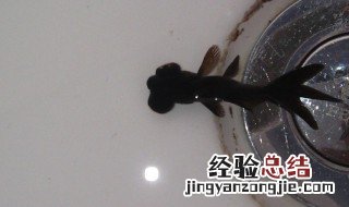 黑金鱼代表什么寓意 黑金鱼代表什么