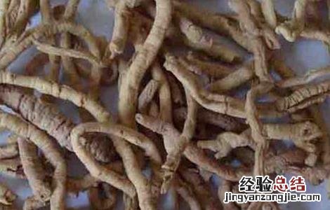 属于远志的炮制方法 远志的炮制方法