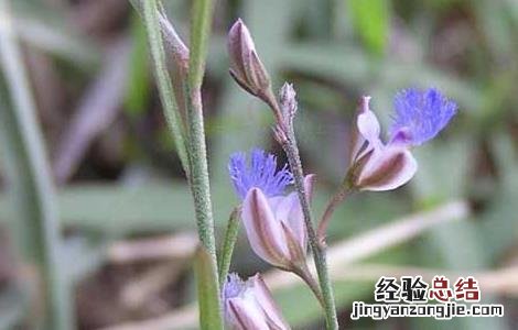 深圳市信志虫害防治服务有限公司 远志病虫害防治技术