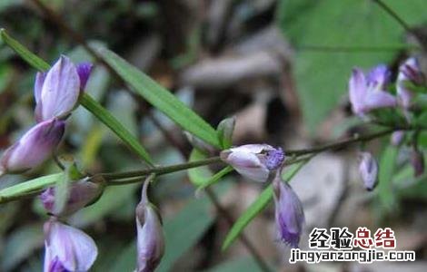 深圳市信志虫害防治服务有限公司 远志病虫害防治技术