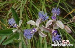 深圳市信志虫害防治服务有限公司 远志病虫害防治技术