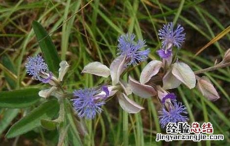 深圳市信志虫害防治服务有限公司 远志病虫害防治技术