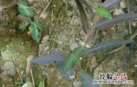 深圳市信志虫害防治服务有限公司 远志病虫害防治技术