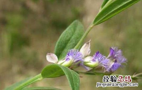 深圳市信志虫害防治服务有限公司 远志病虫害防治技术