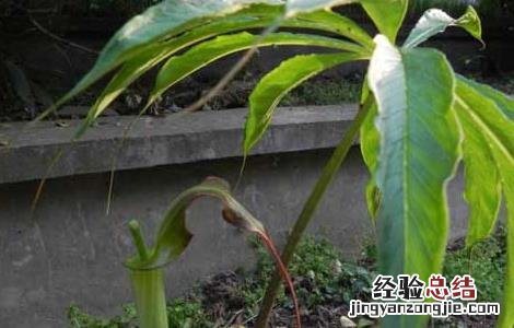 天南星的繁殖方法 天南星怎么种