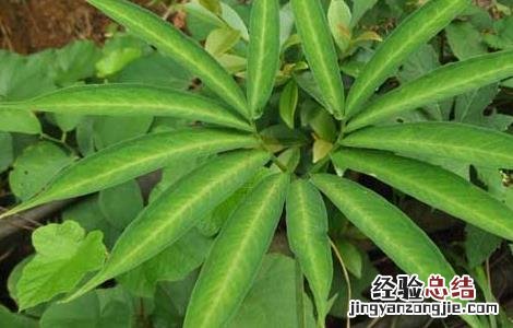 天南星的繁殖方法 天南星怎么种