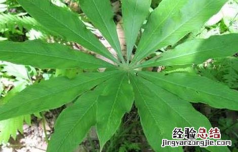 天南星的繁殖方法 天南星怎么种