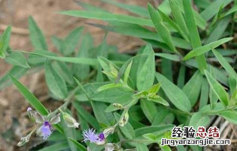 远志的产地分布 远志产地山西哪里