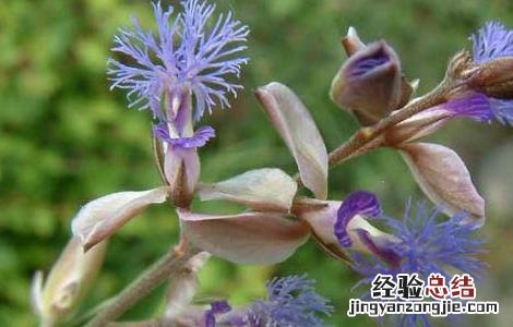 远志的产地分布 远志产地山西哪里