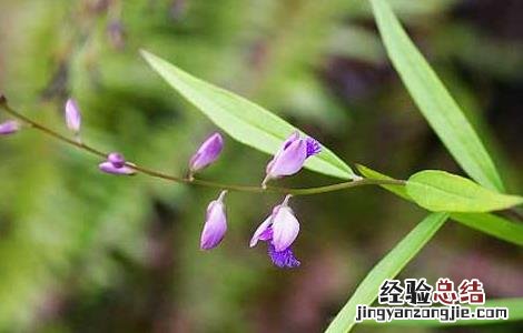 远志的产地分布 远志产地山西哪里
