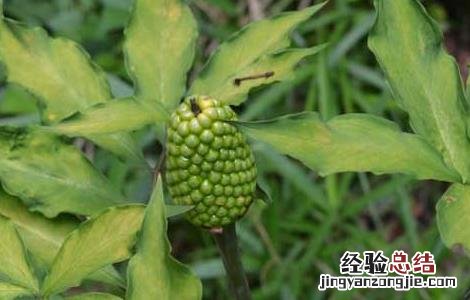 天南星病虫害防治技术 星天牛害虫