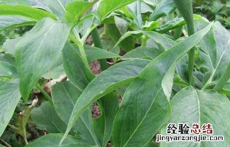 天南星病虫害防治技术 星天牛害虫