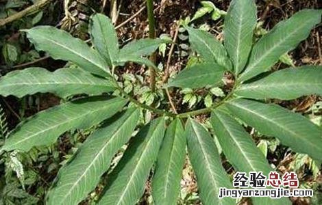 天南星病虫害防治技术 星天牛害虫