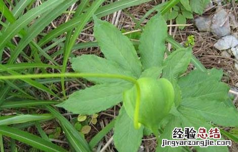天南星病虫害防治技术 星天牛害虫