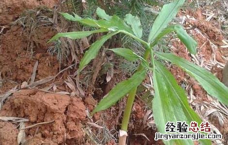天南星病虫害防治技术 星天牛害虫
