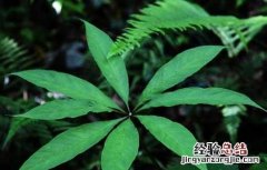 天南星病虫害防治技术 星天牛害虫