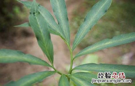 天南星病虫害防治技术 星天牛害虫