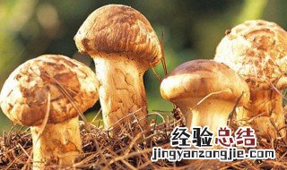 新鲜松茸需要焯水吗 新鲜松茸需不需要焯水