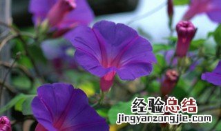 刚开花的牵牛花像什么 牵牛花开了样子很像什么