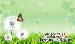 女人喝蒲公英水的作用 女人喝蒲公英水的好处